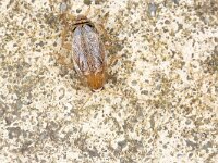 Planuncus tingitanus 3, Dwarsbandkakkerlak, Saxifraga-Luc Hoogenstein : Lunetten