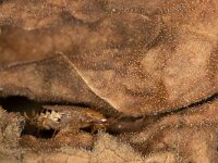 Planuncus tingitanus 2, Dwarsbandkakkerlak, Saxifraga-Luc Hoogenstein : Lunetten