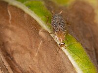 Planuncus tingitanus 4, Dwarsbandkakkerlak, Saxifraga-Luc Hoogenstein : Lunetten