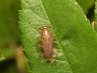 Planuncus tingitanus 6, Dwarsbandkakkerlak, Saxifraga-Tom Heijnen
