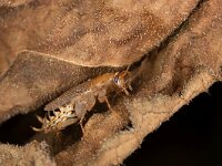 Planuncus tingitanus 8, Dwarsbandkakkerlak, Saxifraga-Luc Hoogenstein : Lunetten