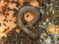 Diplopoda, Miljoenpoten, Millipede