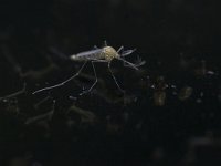 Aedes punctor 1, Saxifraga-Luc Hoogenstein