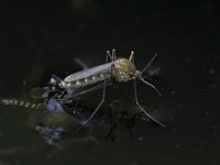 Aedes punctor 2, Saxifraga-Luc Hoogenstein