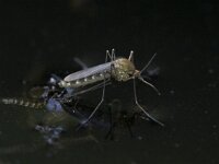 Aedes punctor 2, Saxifraga-Luc Hoogenstein