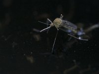 Aedes punctor 3, Saxifraga-Luc Hoogenstein