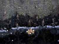 Uitsluipende steekmug  Uitsluipende steekmug in een regenton nabij Soest : mosquito, mug, net uitgeslopen, steekmug