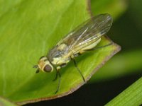 Agromyzidae #13101 : Agromyzidae, Leaf-miner flies, Mineervliegen
