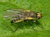 Agromyzidae sp 2, Saxifraga-Ab H Baas