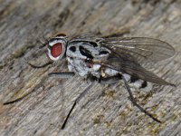 Anthomyia #13544 : Anthomyiidae, Root-maggot flies