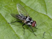 Anthomyiidae #02491 : Anthomyiidae, Root-maggot flies