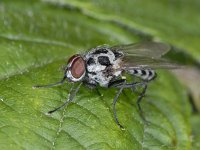 Anthomyiidae #02507 : Anthomyiidae, Root-maggot flies