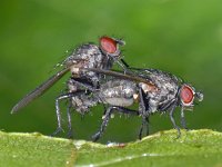 Anthomyiidae #08263 : Anthomyiidae, Root-maggot flies, copula