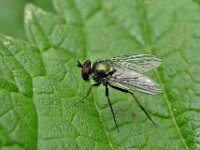 Argyra argyria