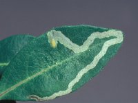 Aulagromyza cornigera 1, Saxifraga-Frits Bink
