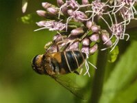 Beris clavipes 2, Zwartvleugel-stekelwapenvlieg, Saxifraga-Jan van der Straaten