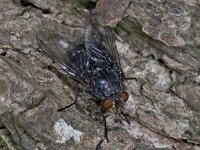 Calliphoridae 01 #02751 : Calliphoridae, Blow flies, Bromvliegen