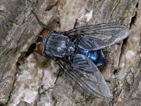 Calliphoridae 01 #02753 : Calliphoridae, Blow flies, Bromvliegen
