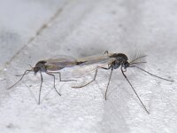 Chironomidae #05918 : Chironomidae, Dansmug, copula