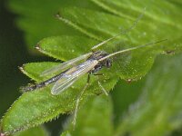 Chironomidae #06612 : Chironomidae, Dansmug