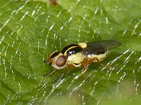 Chloropidae #07524 : Chloropidae, Grass flies, Halmvliegen
