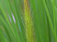 Chrysoperla carnea 2, Goudoogje, Saxifraga-Tom Heijnen