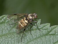 Chrysopilus cristatus 01 #02395 : Chrysopilus cristatus, Snipe Fly, Snipvlieg, female