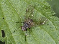 Chrysopilus #02525 : Chrysopilus cristatus, Snipe Fly, Snipvlieg