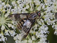 Chrysops relictus #03441 : Chrysops relictus, Goudoogdaas, Horse fly, female