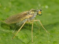Chrysotimus molliculus 1, Saxifraga-Ab H Baas