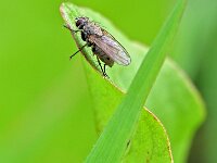 Coenosia tigrina 2, Saxifraga-Tom Heijnen