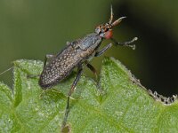 Coremacera marginata #13142 : Coremacera marginata, Slakkendodervlieg