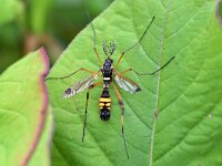 Ctenophora festiva 4, Maskerkamlangpootmug, Saxifraga-Tom Heijnen