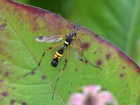 Ctenophora festiva 5, Maskerkamlangpootmug, Saxifraga-Tom Heijnen