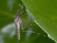 Culicidae 01 #03986 : Culicidae, Steekmug