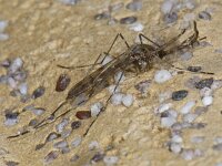 Culicidae 02 #05329 : Culicidae, Steekmug