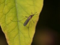 Culicidae sp 7, Saxifraga-Tom Heijnen