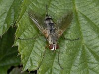 Dexiosoma caninum 01 #04035 : Dexiosoma caninum, Sluipvlieg