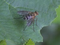 Dexiosoma caninum 6, Saxifraga-Peter Meininger