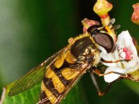 Didea fasciata 4, Bosdidea, Saxifraga-Ab H Baas