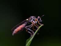 Dioctria hyalipennis 6, Gewone bladjager, Saxifraga-Mark Zekhuis