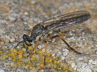 Dioctria hyalipennis #07116 : Dioctria hyalipennis, Robber fly, Kleine Bladrover
