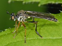 Dioctria hyalipennis #07947 : Dioctria hyalipennis, Robber fly, Kleine Bladrover, female