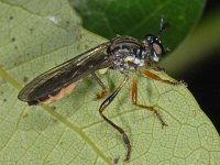 Dioctria hyalipennis #07965 : Dioctria hyalipennis, Robber fly, Kleine Bladrover, female