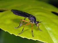 Dioctria oelandica #01621 : Dioctria oelandica, Robber fly, Zwartvleugelbladrover