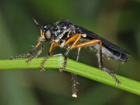 Dioctria oelandica 01 #07102  t : Dioctria oelandica, Robber fly, Zwartvleugelbladrover