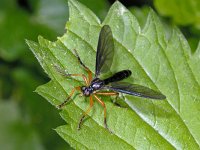 Dioctria oelandica #01742 : Dioctria oelandica, Robber fly, Zwartvleugelbladrover