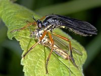 Dioctria oelandica #01893 : Dioctria oelandica, Robber fly, Zwartvleugelbladrover, with prey