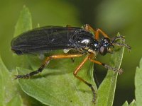Dioctria oelandica #06861 : Dioctria oelandica, Robber fly, Zwartvleugelbladrover