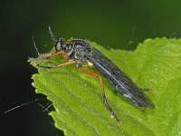 Dioctria oelandica #06978 : Dioctria oelandica, Robber fly, Zwartvleugelbladrover